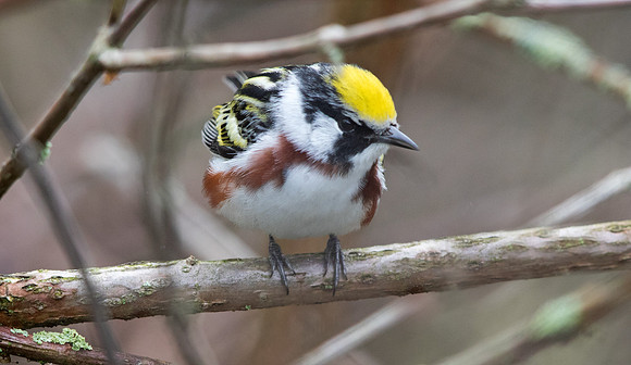 Chestnut-sided warbler (Setophaga pensylvanica)