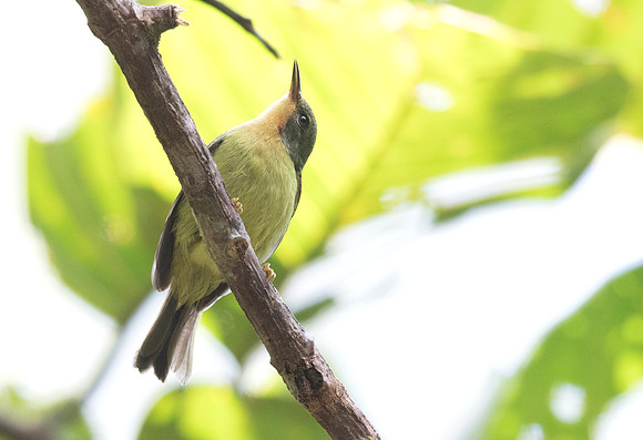 Ruby-cheeked sunbird (Chalcoparia singalensis) Female