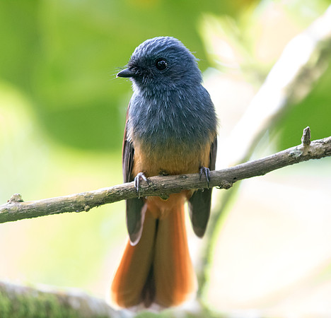 Blue-headed fantail (Rhipidura cyaniceps)