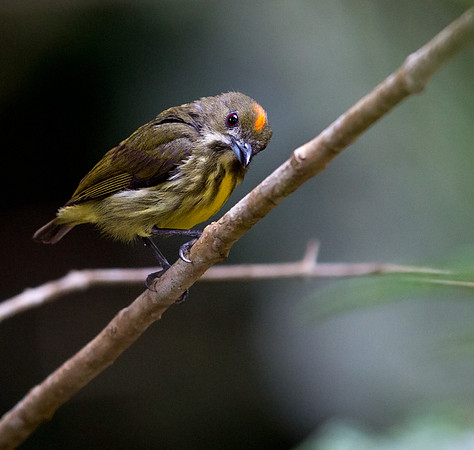 Yellow-breasted flowerpecker (Prionochilus maculatus)
