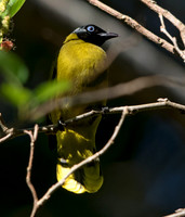 Black-headed bulbul (Pycnonotus atriceps)