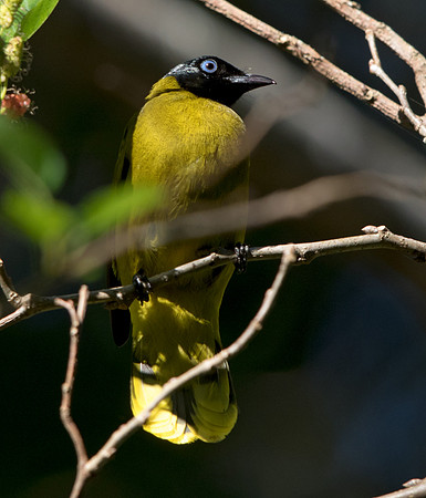 Black-headed bulbul (Pycnonotus atriceps)