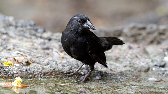 Common Cactus Finch or Small Cactus Finch (Geospiza scandens)