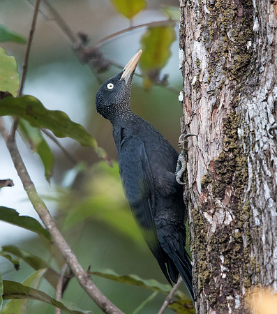 Northern sooty woodpecker (Mulleripicus funebris)