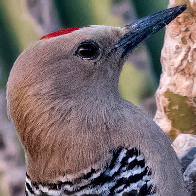 Gila woodpecker (Melanerpes uropygialis) Male