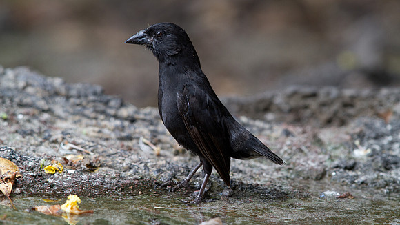 Common Cactus Finch or Small Cactus Finch (Geospiza scandens)