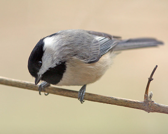 Black-capped Chickadee (Poecile atricapillus)