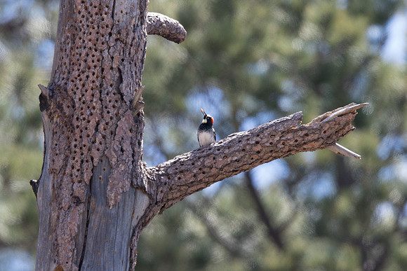 Acorn woodpecker (Melanerpes formicivorus)