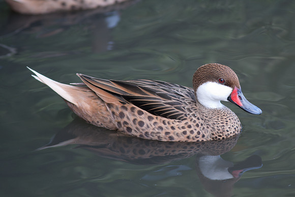 White cheeked Pintail (Anas bahamensis)
