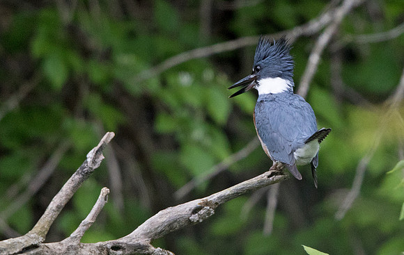 Belted kingfisher (Megaceryle alcyon)