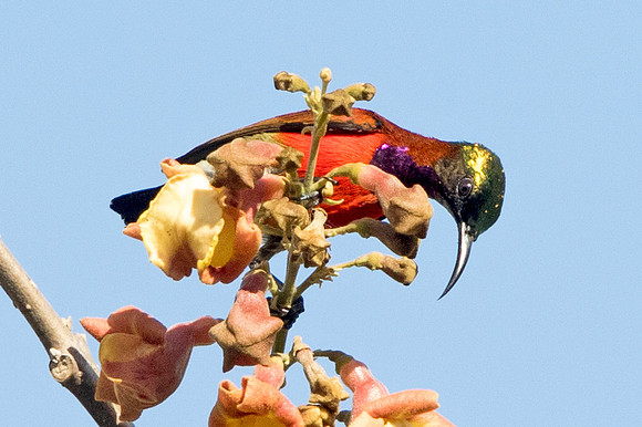 Purple-throated sunbird (Leptocoma sperata) Male