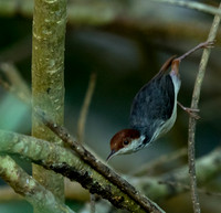 Rufous-tailed tailorbird (Orthotomus sericeus)