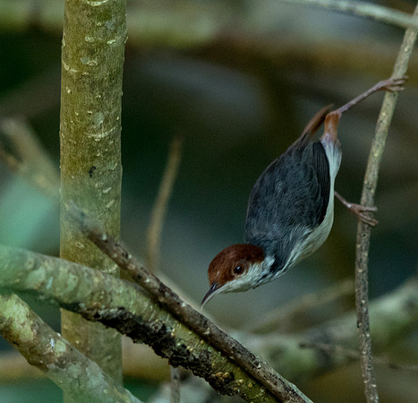 Rufous-tailed tailorbird (Orthotomus sericeus)