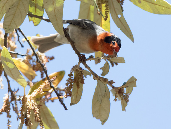 Red-faced warbler (Cardellina rubrifrons) Male