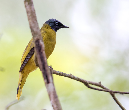 Black-headed bulbul (Pycnonotus atriceps)
