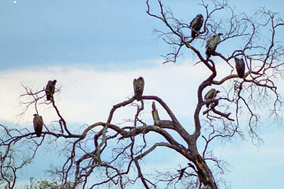Rüppell's Vulture (Gyps rueppellii)