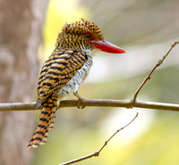Banded Kingfisher (Lacedo pulchella) Female