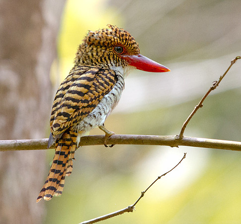 Banded Kingfisher (Lacedo pulchella) Female