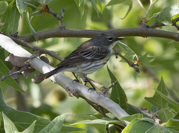 Yellow-rumped warbler (Setophaga coronata)