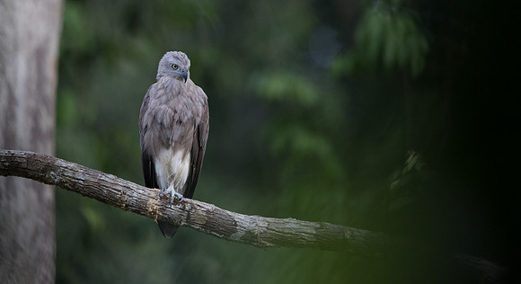 Lesser fish eagle (Ichthyophaga humilis)