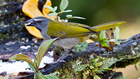 Buff-throated Saltator (Saltator maximus)