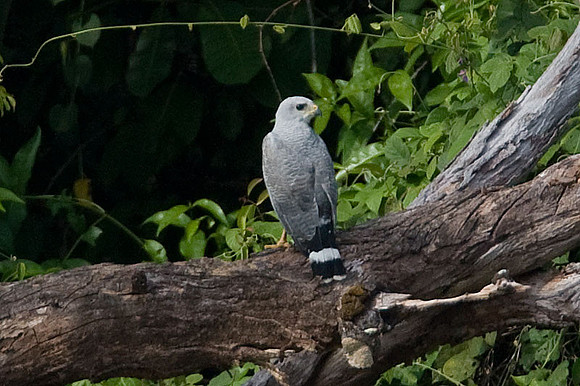 Grey Hawk (Buteo nitidus) also known as Grey-lined Hawk