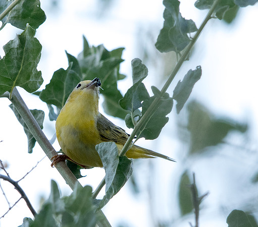 Yellow Warbler (Setophaga petechia)
