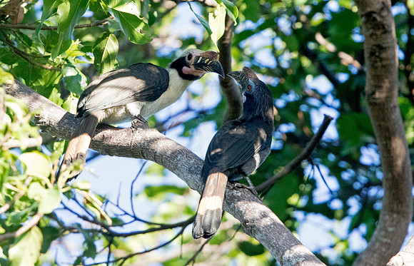 Luzon hornbill (Penelopides manillae)