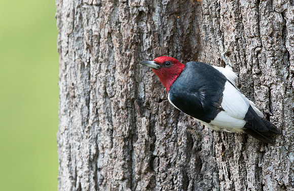 Red-headed woodpecker (Melanerpes erythrocephalus)