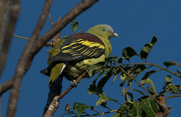 Philippine green pigeon (Treron axillaris) Male
