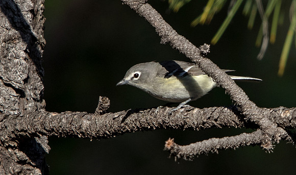 Plumbeous vireo (Vireo plumbeus)
