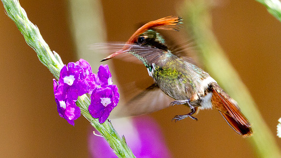 Rufous-Crested Coquette (Lophornis delattrei) - male