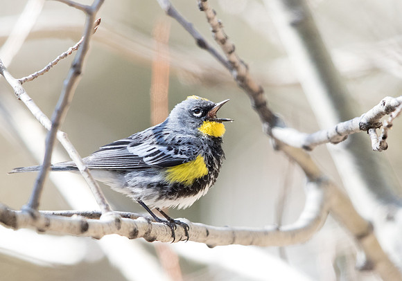 Yellow-rumped warbler (Setophaga coronata)