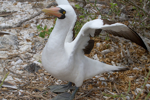 Nazca Booby (Sula granti)