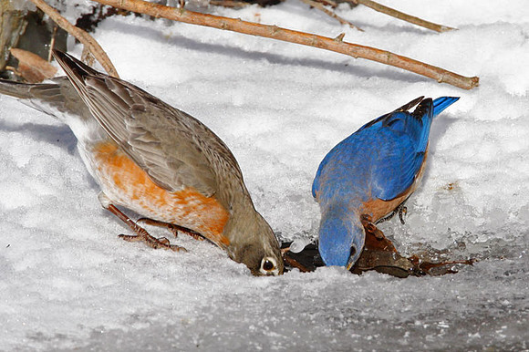 American Robin (Turdus migratorius) also known as North American Robin