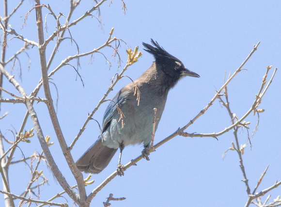 Steller's jay (Cyanocitta stelleri)