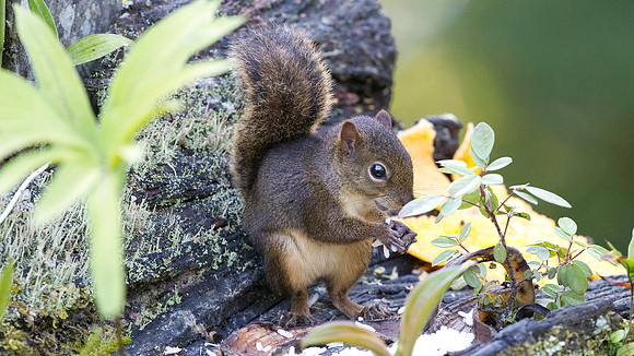 Bolivian squirrel (Sciurus ignitus)