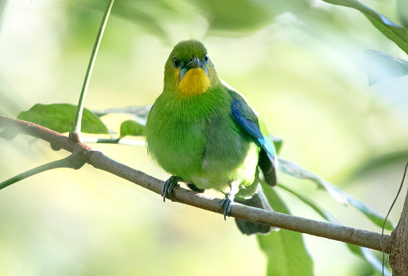 Yellow-throated leafbird (Chloropsis palawanensis)
