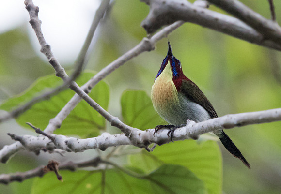 Lovely sunbird (Aethopyga shelleyi) Male