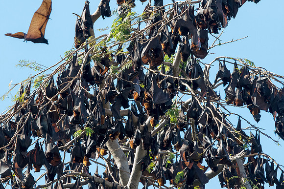 Giant golden-crowned flying fox (Acerodon jubatus)