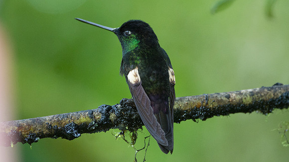 Buff-Winged Starfrontlet (Coeligena lutetiae)
