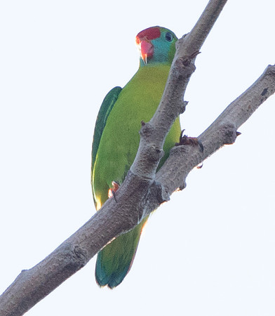 Philippine hanging parrot (Loriculus philippensis)