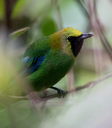Blue-winged leafbird (Chloropsis cochinchinensis) Male