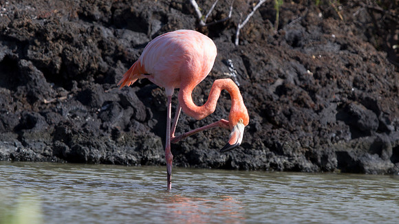 American Flamingo (Phoenicopterus ruber)