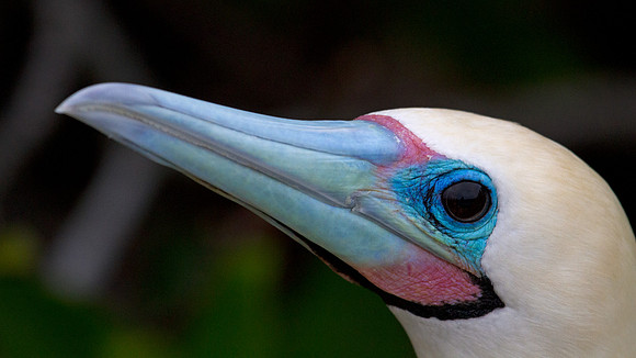 Red-footed Booby (Sula sula)
