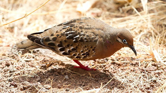 Galápagos Dove (Zenaida galapagoensis)