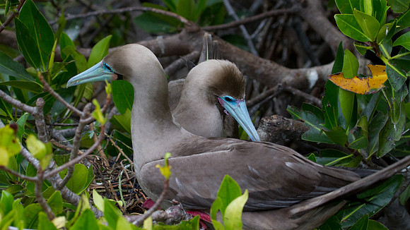 Red-footed Booby (Sula sula)