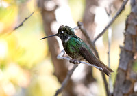Magnificent hummingbird (Eugenes fulgens)