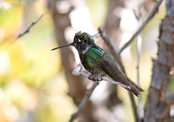 Magnificent hummingbird (Eugenes fulgens)