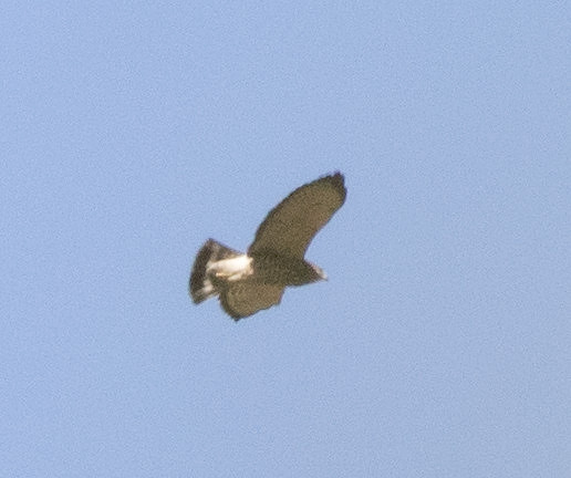 Gray hawk (Buteo plagiatus)